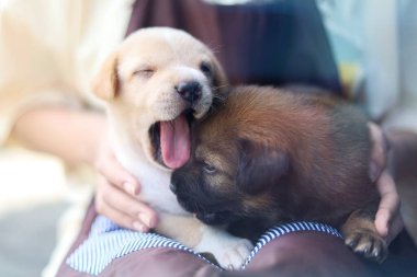 Yavru köpek esnerken bir insan beyaz ve kahverengi bir köpeğe sarılır..
