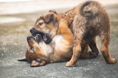 Brown puppies are fighting with anger