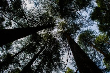 Lansdowne Uttarakhand 'ın Deodar ya da Çam ağaçları. Lansdowne Uttrakhand 'da Manzara Güzelliği.