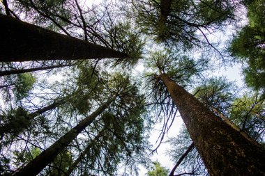 Lansdowne Uttarakhand 'ın Deodar ya da Çam ağaçları. Lansdowne Uttrakhand 'da Manzara Güzelliği.