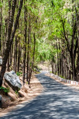 The beauty of Road on the hills of Lansdowne with Deodar trees. Pine Trees on the side of roads of Lansdowne, Uttrakhand India clipart