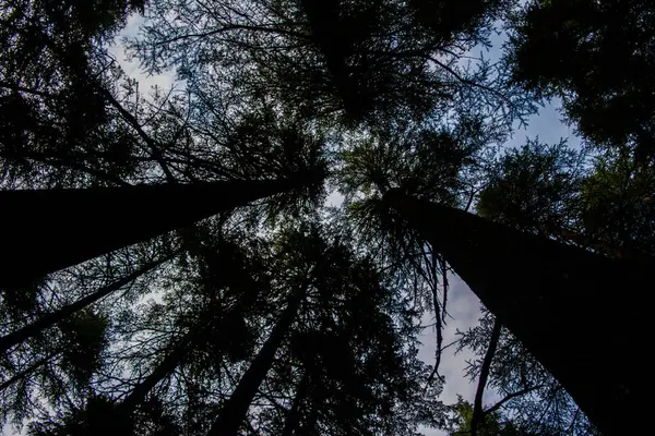 Lansdowne Uttarakhand 'ın Deodar ya da Çam ağaçları. Lansdowne Uttrakhand 'da Manzara Güzelliği.