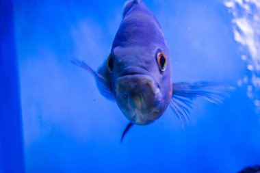 Oscar Fish swimming in the big aquarium. Aquarium Island Caf, Bhimtal uttrakhand. Astronotus ocellatus. bubble eyes. The South American Water Dog.
