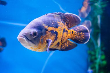 Oscar Fish swimming in the big aquarium. Aquarium Island Caf, Bhimtal uttrakhand. Astronotus ocellatus. bubble eyes. The South American Water Dog.