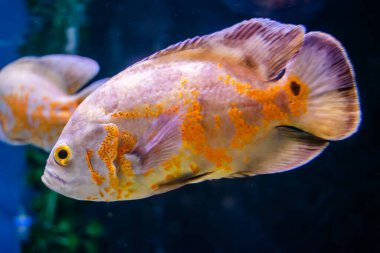 Oscar Fish swimming in the big aquarium. Aquarium Island Caf, Bhimtal uttrakhand. Astronotus ocellatus. bubble eyes. The South American Water Dog.