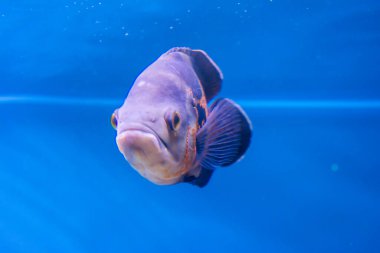 Oscar Fish swimming in the big aquarium. Aquarium Island Caf, Bhimtal uttrakhand. Astronotus ocellatus. bubble eyes. The South American Water Dog.