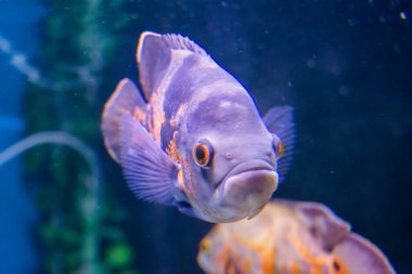 Oscar Fish swimming in the big aquarium. Aquarium Island Caf, Bhimtal uttrakhand. Astronotus ocellatus. bubble eyes. The South American Water Dog.