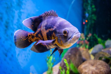 Oscar Fish swimming in the big aquarium. Aquarium Island Caf, Bhimtal uttrakhand. Astronotus ocellatus. bubble eyes. The South American Water Dog.