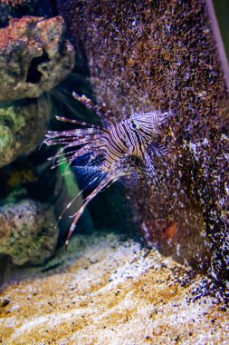 Canthigaster Rostrata büyük akvaryumda yüzüyor. Akvaryum Adası Kafe, Bhimtal uttrakhand. Karayip sivri burunlu puf. Kirpi balığı..