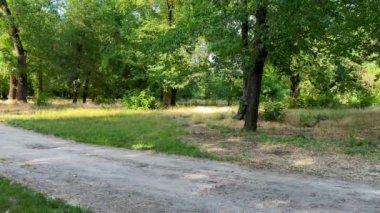 Ormanın arka planındaki yol, güneşli bir günde ormanda yürüyüş yolu - saf doğa