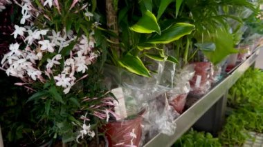 Piyasadaki bitkilerle tezgah, fidanlar. Ev bitkileri satışı.