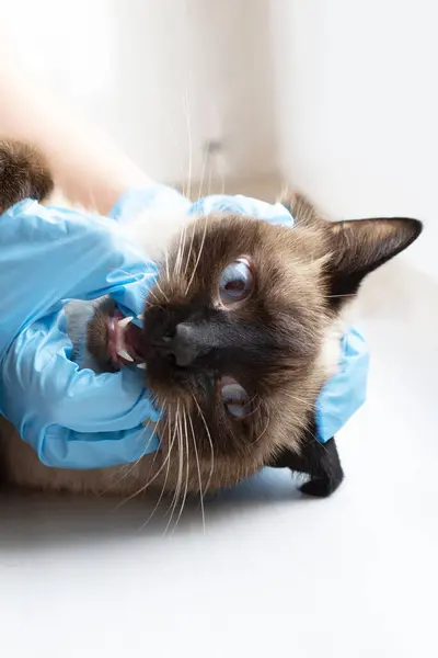 Veteriner kliniğinde kontrol edilmekten korkan bir siyam kedisine yaklaş. Korkmuş kedi ısırır ve veterineri tırmalar. Mavi eldivenli doktor kedi kafası tutuyor ve dişlere bakıyor..