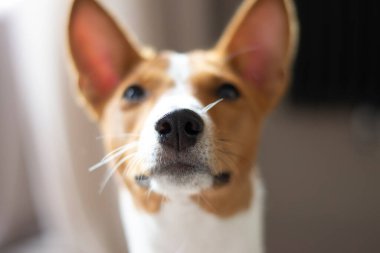 Komik Basenji köpek burnu. Burnunu çek.