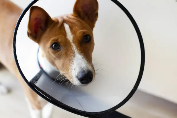 stock image Portrait of a red sad non-barking African basenji dog dog wearing cone protective veterinary collar