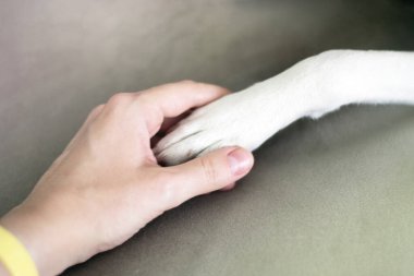 Sahibi evcil köpek, destekleyici kadının köpeği pençesi.. 