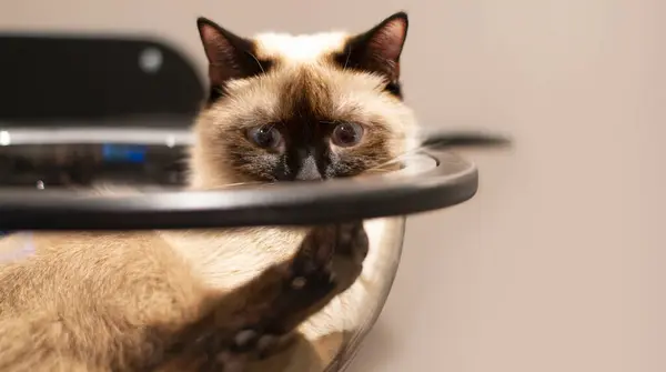 Modern kedi duvarına tırmanırken camdan yapılmış komik suratlı genç bir Tayland kedisi. Kedi Duvarı Rafları