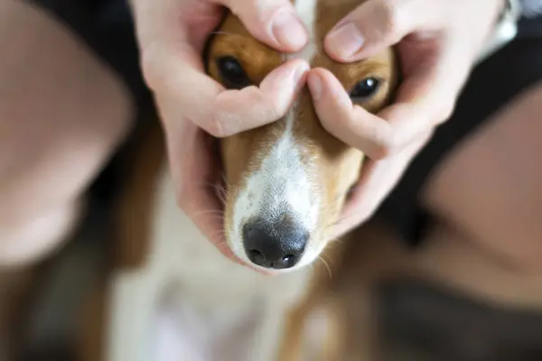 Erkek eli gözlüklü, göz maskeli, komik köpek portresi.