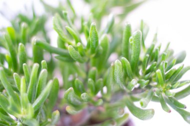 Crassula ovata, Crassula Hobbit, gollum sulu bitki beyaz yalıtılmış arka plan yumuşak odak arka planı