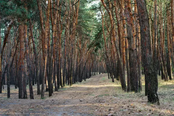Çam ormanındaki bir turist yolunun manzarası. Seyahatler için hoş bir rahatlama, İskandinav yürüyüşü, temiz havada yürümek, şehrin gürültüsünden uzak, sessizlik ve sükunet içinde..