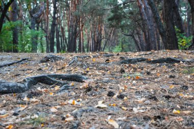 Koni ve kökleri olan orman yolu. Güçlü bulanık arkaplanı olan alçak bir doğa manzarası. Ekoloji ortamı.
