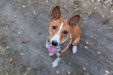 Walking Basenji dog happy portrait. African dog on a walk in the forest.. clipart