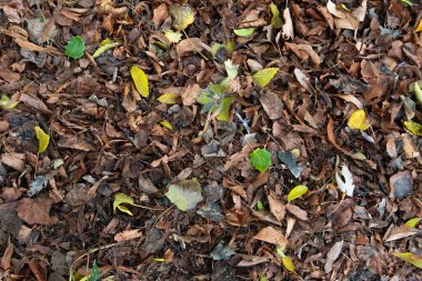 Kurumuş sonbahar yapraklarının ormandaki üst manzarası.