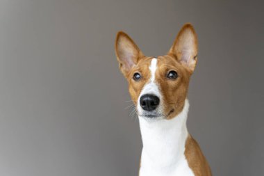 Sevimli kahverengi ve beyaz Basenji köpek portresi.
