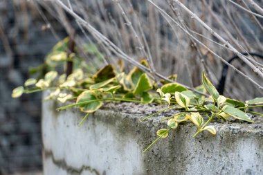 Kışın Euonymus serveti kapanıyor.