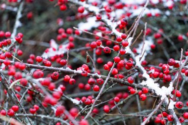 Kışın Cotoneaster 'ın kırmızı böğürtlenleri (Duvar Spreyi) ve dalları karla kaplı
