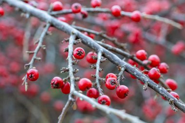 Kışın Cotoneaster 'ın kırmızı böğürtlenleri (Duvar Spreyi) ve dalları karla kaplı