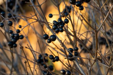 Kışın böğürtlenli Privet Ligustrum bitkisi, harika bir doğa geçmişi var.