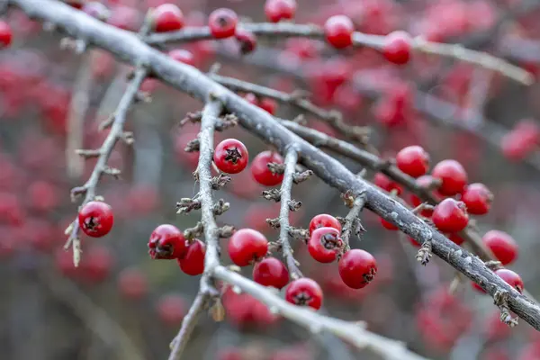 Kışın Cotoneaster 'ın kırmızı böğürtlenleri (Duvar Spreyi) ve dalları karla kaplı