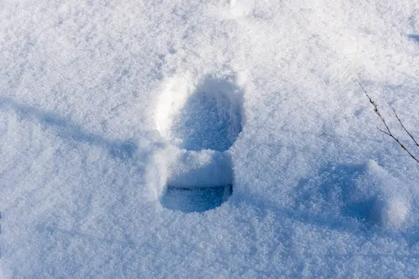 Beyaz kardaki insan ayak izleri, ormandaki soğuk hava