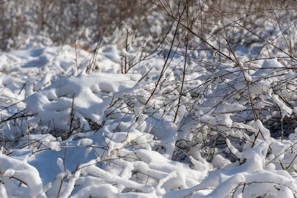 Karla kaplı bir tepenin üzerindeki kuru çim tarlası. Kış arka planında güneş ışığı. Kış mevsimi manzarası.