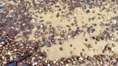 Deniz kabukları üzerindeki dalgalı sular, sükunet ve meditasyon konsepti