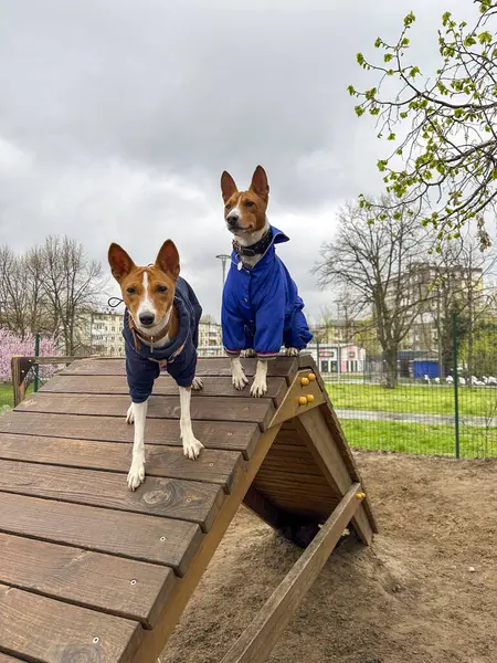 Çocuk parkında iki iyi giyimli Basenji köpeği, hayvan eğitim parkı kumlu alanda yürüyor, özel donanımlı toplum koçluğu, çeviklik...