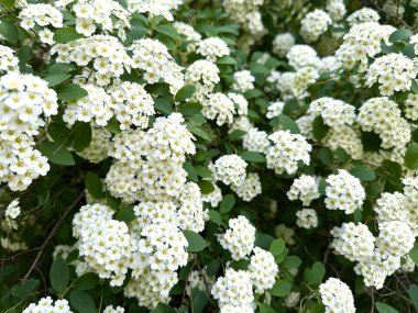 Vanhoutte Spirea ya da Gelin Çelengi Spirea İlkbahar Çiçeği