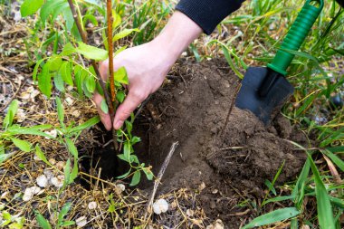 Yakındaki toprağa kürekle bir fidan dikmek, çevre dostu bahçıvanlık, ağaç dikmek, sürdürülebilirlik, çevresel koruma, besleyici doğa, yeşil toprak bakımı.