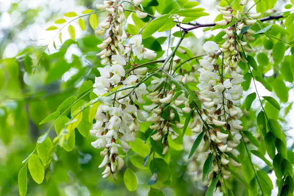 Beyaz akasya dalları. Yenilebilir siyah çekirge ağacı çiçekleri. Robinia psödoacia Güzel kümeler.