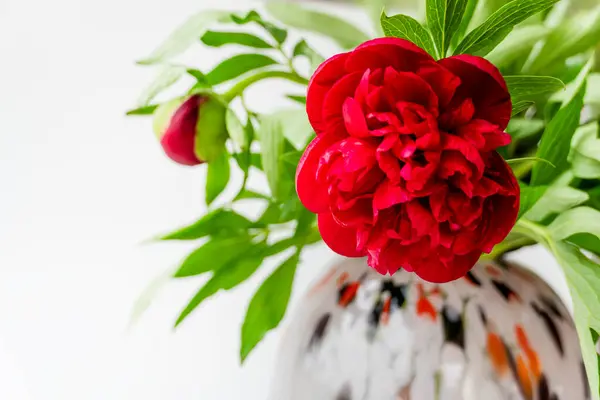 Vazodaki güzel kırmızı şakayık, açık beyaz arkaplanda, kopyalama alanı ile izole edilmiş.