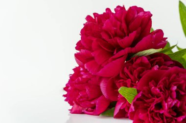 Güzel kırmızı şakayıklar, açık beyaz arkaplanda izole edilmiş, kopyalama alanı var.