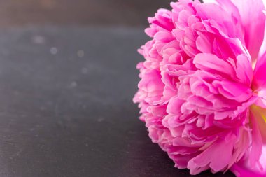 Pembe Şakayık Çiçeği yakın plan