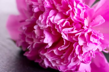 Pembe Şakayık Çiçeği yakın plan