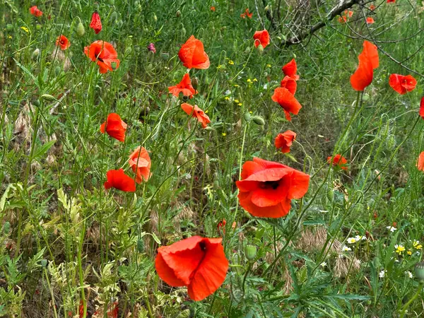 Dosyada büyüyen kırmızı gelincikler