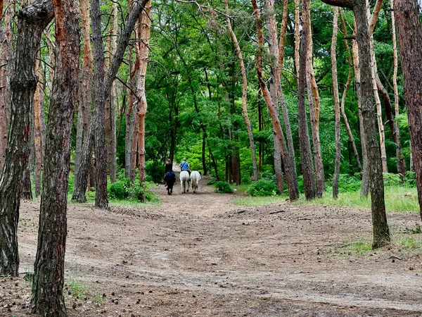 Yeşil ormanda at sürerken, yürürken