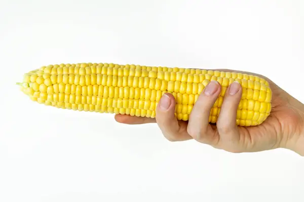 Beyaz arka planda taze mısırı tutan bir el. Çiğ gıda organik