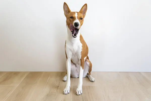 Basenji köpeği ahşap zeminde oturmuş, dilini yalayıp duruyor, sevimli bir evcil hayvan ifadesi. Lezzetli köpek maması. Beyaz arkaplan