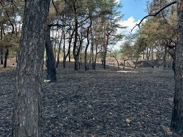 Yerin tamamen karardığı ve ağaç gövdelerinin kömürleştiği vahşi bir yangından sonra yıkılan bir ormanın manzarası sessizlik ve yıkım ortamı yaratıyor..