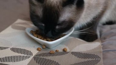 Tayland siyam kedisi evdeki bir kaseden kuru yiyecek yiyor. Doğal kedi davranışları, evcil hayvan beslenme alışkanlıkları ve yaşam tarzı..
