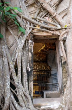 Samut Songkhram Thailand, 29 NOV 2022: The Gold Buddha statue in a church covered with 100-year-old banyan tree at Wat Bangkung. The famous for traveling in Thailand.